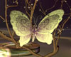 Dream butterfly 3