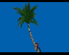 palm tree animated kiss