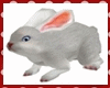 White Rabbit Avi