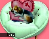 Sofa & Dog