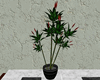 Potted Tropical Plant