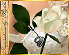 I~White Rose w/Rings
