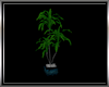 (F) MR Plant 2