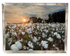 Cotton Fields Sunset