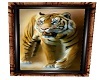 tiger pic 12