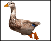 Animated Duck 2