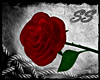 [SS] Red Rose