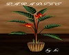 KC~Paradize Exotic Plant