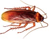 basement cockroach
