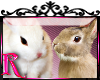 *R* Rabbits Enhancer