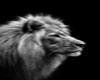 lion picture