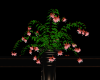 (MC)Coral rose Plant 