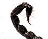 scorpion Tail Male