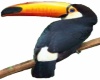 Toucan Bird picture 3D