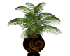 Majesty's Potted Palm