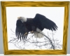 (R)Bald eagle photo