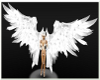 White large wings (M/F)