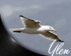 :YL: MiLo Sea Gulls