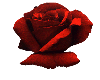 [SD] One Rose