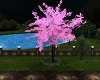 Pink Leaf Tree