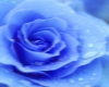 -J- blue rose chair