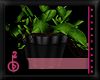 |OBB|BR TABLE PLANT
