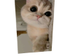 Cat 1