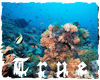 {TRUE} Under the Sea 4