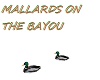 MALLARDS ON THE BAYOU