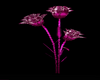 *2025* PiNk Roses