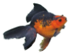 Red n Black Goldfish