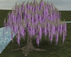 Wisteria tree, NP