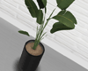 Modern Plant  ®
