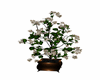 plante