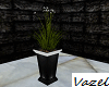 -V- Castle Plant