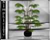 ~S~Zen Reflect Plant