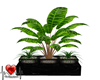 Triple  House Plant