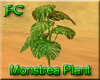 FC-Monstera Ground Plant