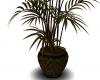 Willow Leaf Potted Plant