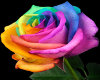 Multicolor Rose Pic
