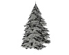 Snowcovered Pine
