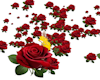 Roses of love