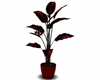 !Z! Red Plant