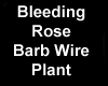 Wicked Dark Heart Plant