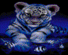 Baby blue tiger cub