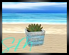 Beach Succulent Plant