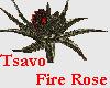 [VDG] Tsavo Fire Rose