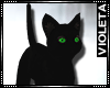 ! Black Cat Pet F/M