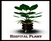 Hospital Plant