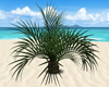 Small Beach Palm Tree